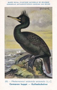 European Shag Phalacrocorax Aristotelis WW2 Bird Rare Postcard