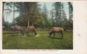 Washington Tacoma Elk At Point Defiance Park