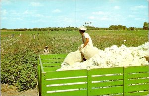 Texas Cotton Harvest Time