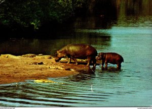 South Africa Hippopotamus and Crocodiles