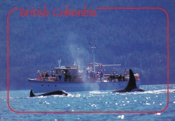 Canada Whale Watching In British Columbia