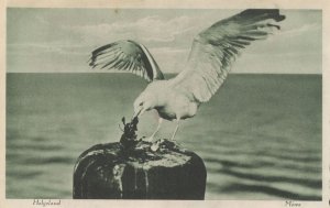 Heligoland Angry Bird Germany North Sea Antique Postcard
