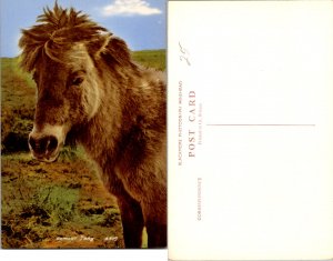 Exmoor Pony (16699