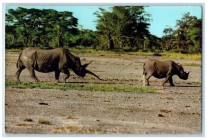 1972 Scene of Rhinoceros African Wild Life Congo Vintage Posted Postcard