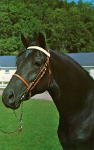 VT - Randolph. Morgan Black Stallion, Orcland Bold Fox. Green Mt. Stock Farm
