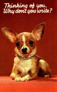 Dogs Chihuahua Thinking Of You