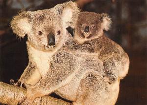 Koala Mother and Baby - Sydney, Australia