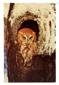 Birds - Screech Owl