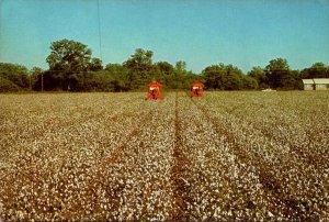 Mississippi Field Of Cotton King Cotton In The New South