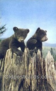 Lake Placid, NY USA Bear Postcard