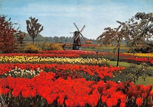 Flowers Holland 1972 