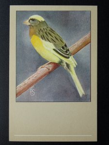 Bird Theme CANARY VARIEGATED c1950s Postcard by P. Sluis Series 7 No.80