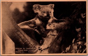 Australia Koalas By Courtesy Of Koala Park Sydney Vintage Postcard 09.96
