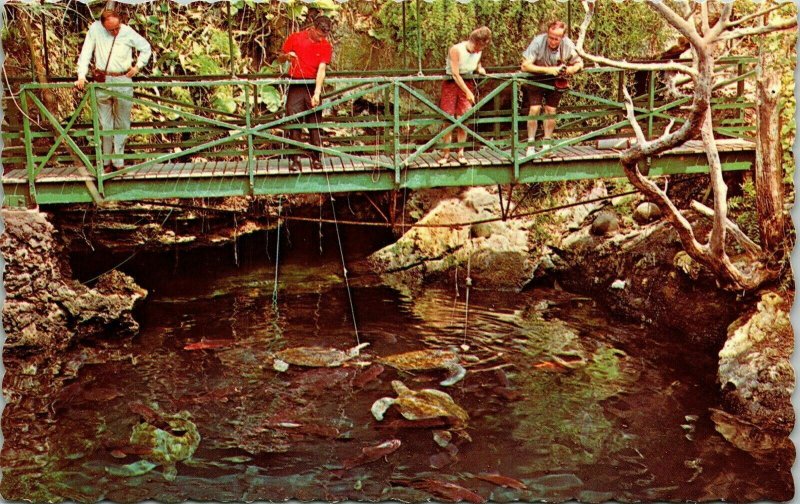 Devils Hole Bermuda Natural Aquarium Harrington Sound Postcard Dexter VTG UNP 