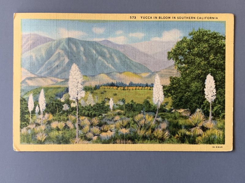 Yucca In Bloom CA Linen Postcard A1146084451