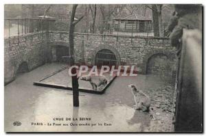 Old Postcard Bear Crue of the Seine Paris The bear pit flooded with water