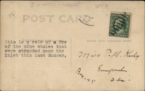 Beached Whales Possibly Florida c1910  Real Photo Postcard