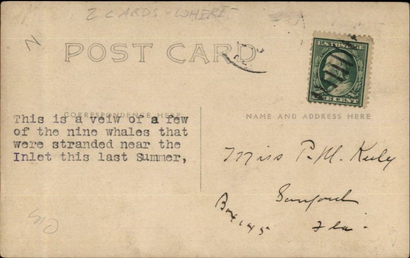 Beached Whales Possibly Florida c1910  Real Photo Postcard