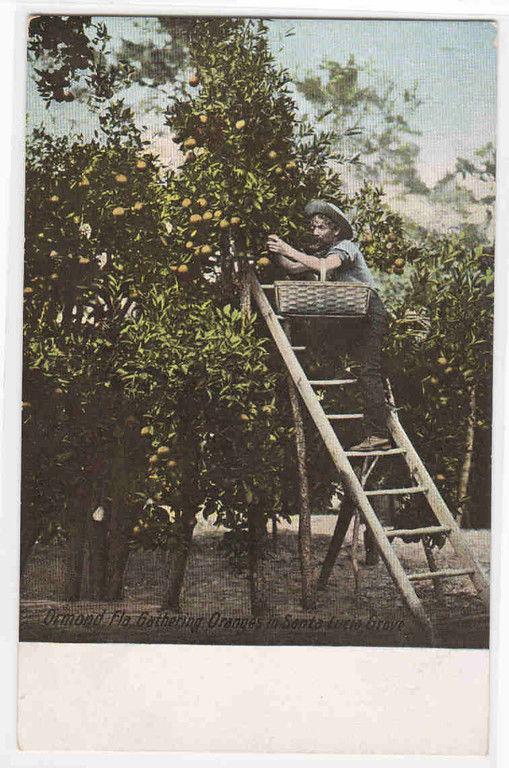 Orange Harvest Santa Lucia Grove Ormond Florida 1910c postcard