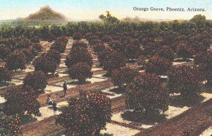 USA Orange Grove Phoenix Arizona Vintage Postcard 05.41