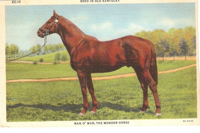 Man O' War, The Wonder Horse  Old vintage American postcard