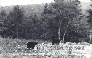 Keweenaw Park, Michigan USA Bear Postcard