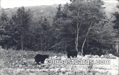 Keweenaw Park, Michigan USA Bear 1917 crease left bottom corner postal used u...