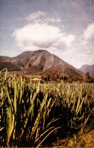 Hawaii Sugar Cane Fields