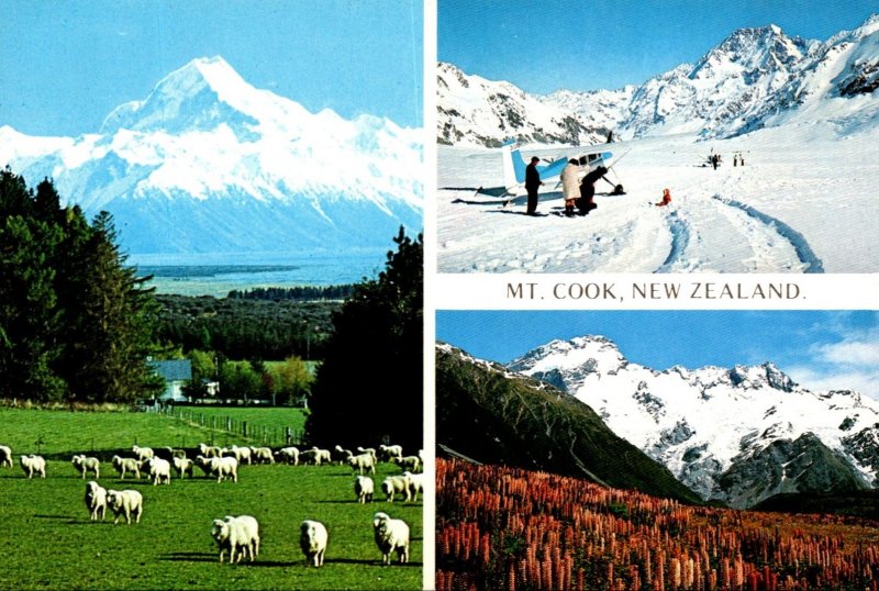 New Zealand Mt Cook & Glentanner Station Grazing Sheep Tasman Glacier and Mt ...