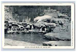 1915-20s Diving Polar Bear, St. Louis ZooPostcard F125E