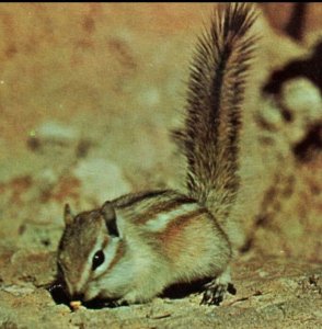 Vintage Bad Land Chipmunk Laramie WY Pray for Peace Cancel Postcard 5-67