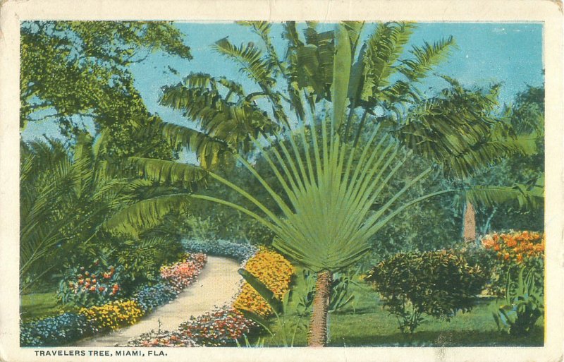 Travelers Tree Miami FL 1923 White Border Postcard, Palm Tree