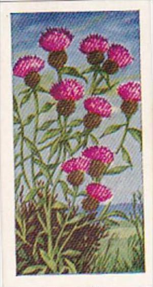 Glengettie Trade Card Wild Flowers No 25 Knapweed