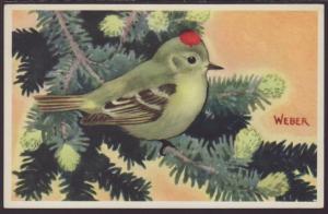 Ruby Crowned Kinglet,Weber