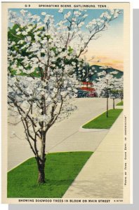 Gatlinburg, Tennessee/TN Postcard, Main Street, Springtime, Near Mint!