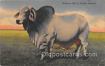 Brahman Bull Florida Pastures, USA Cow Unused 