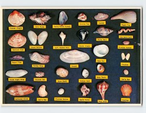 M-202598 Shell Collections