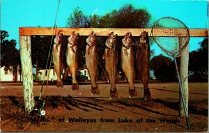 68 Lbs of Walleye Salmon From Lake of the Woods Minnesota MN UNP Chrome Postcard