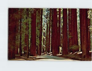 Postcard The Pillars Of Richardson Grove, Garberville, California