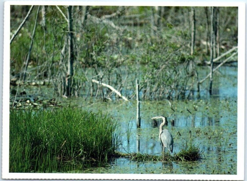 Postcard - Great Blue Heron (Ardea herodias) - Maine