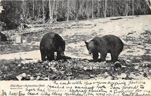 Wild Bear Yellowstone National Park, WY, USA Bear 1909 a lot of corner wear, ...