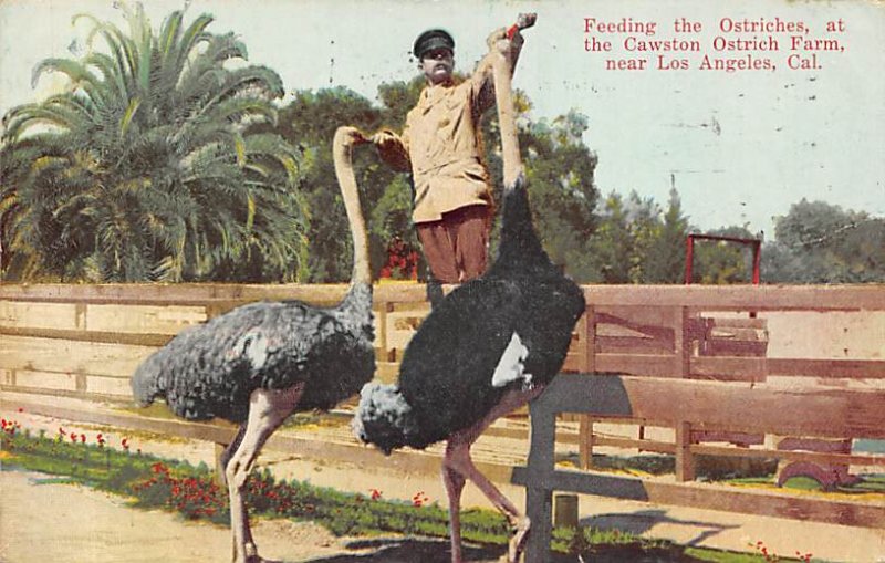 Ostriches, at the Cawston Ostrich Farm Los Angeles CA