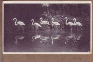 European Flamingo Parade US National Zoological Park Washington DC