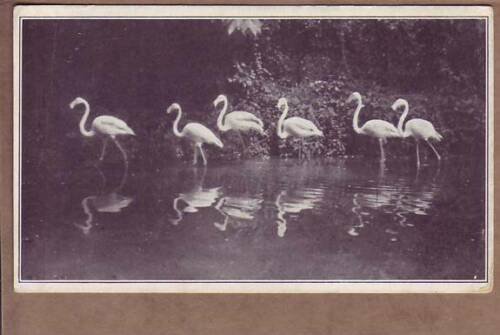 European Flamingo Parade US National Zoological Park Washington DC