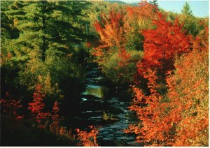 Postcard The Mixture Of Hard And Soft Woods Magnificent Autumn Scene Maine