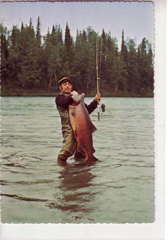 Alaska Chinook Salmon in the Kenai River !