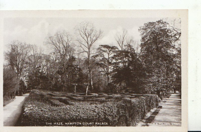 Middlesex Postcard - The Maze - Hampton Court Palace - Ref TZ813