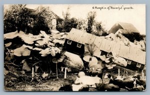 EXAGGERATED PUMPKIN COWS ANTIQUE REAL PHOTO POSTCARD RPPC montage collage CANADA