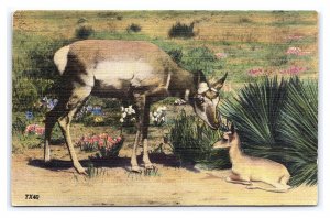 Mother Antelope And Her Babe Postcard