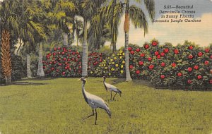 Demoiselle Cranes Sarasota Jungle Gardens - Sarasota, Florida FL Postcard
